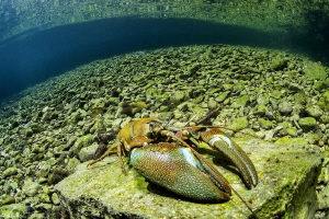 Pacifastacus leniusculus by Mathieu Foulquié 